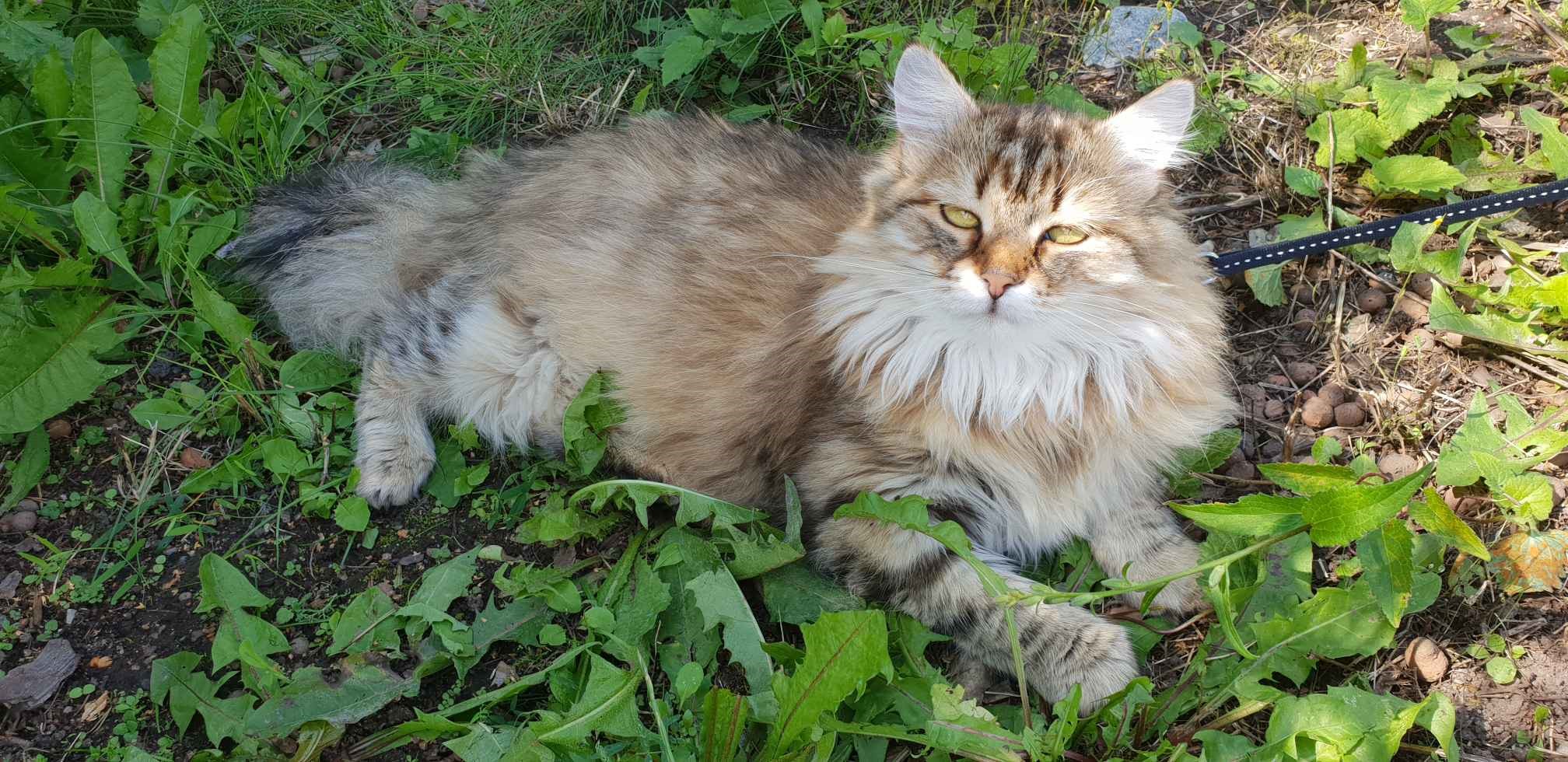 sibiriskkatt Styx