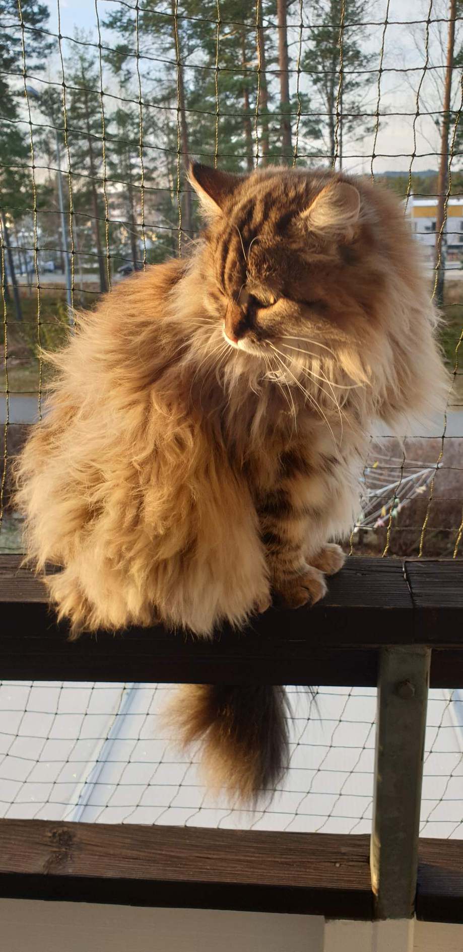 sibirisk katt Styx
