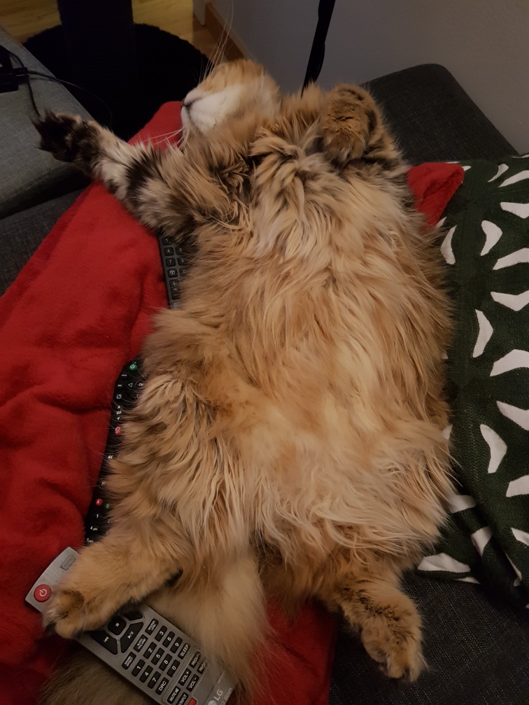 Sibirisk katt Odilia