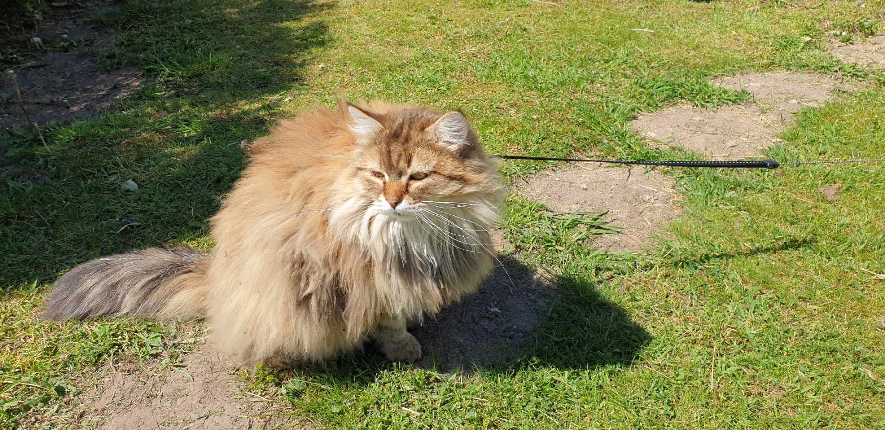 sibirisk katt Styx