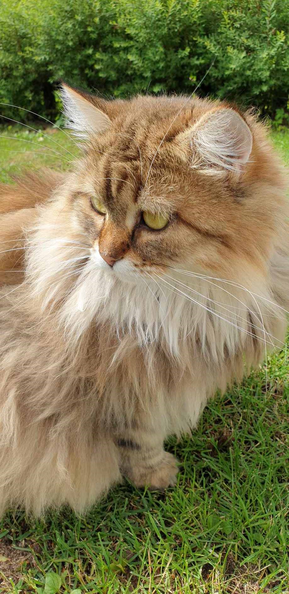 Sibirisk katt Styx