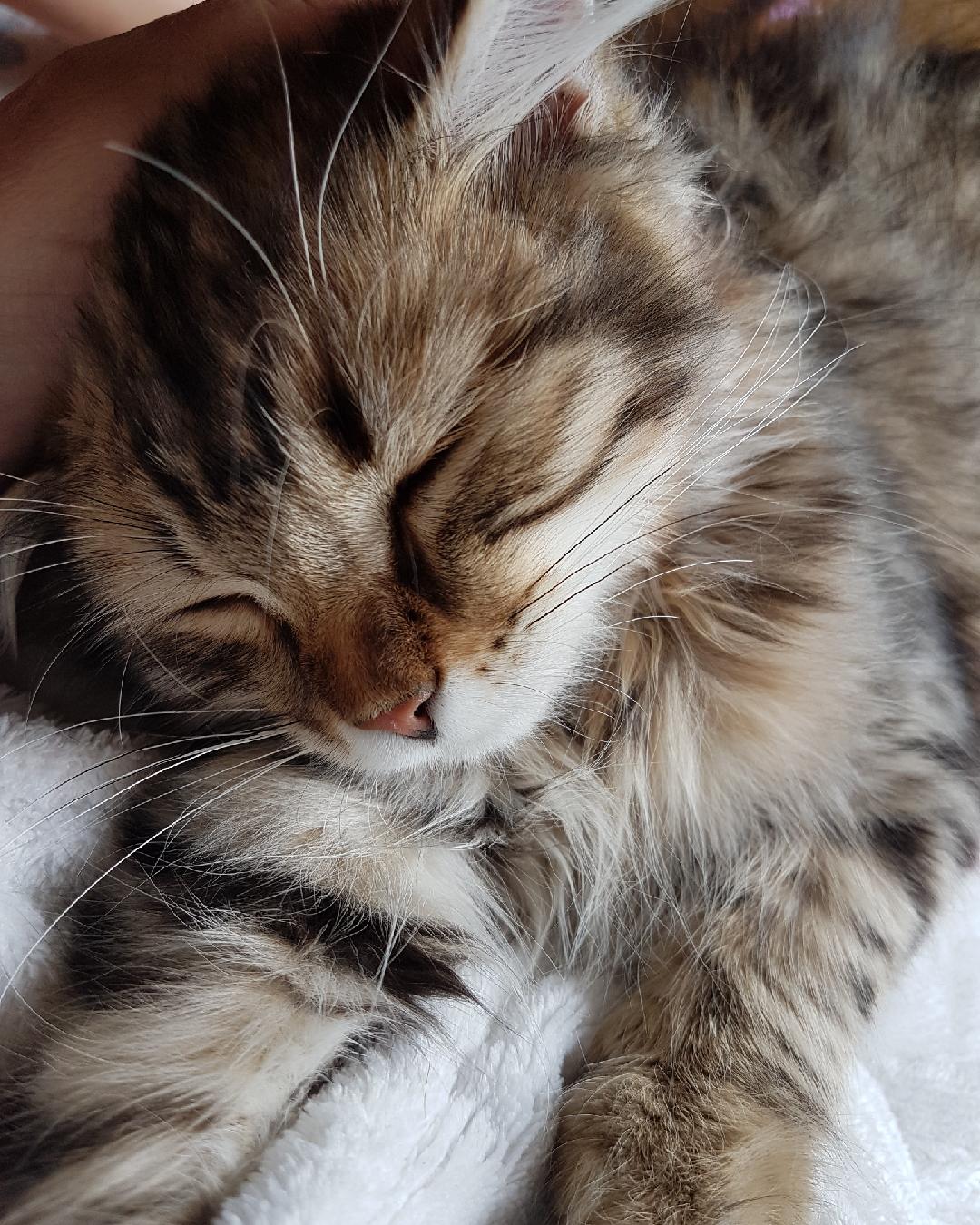 sibirisk katt Odin