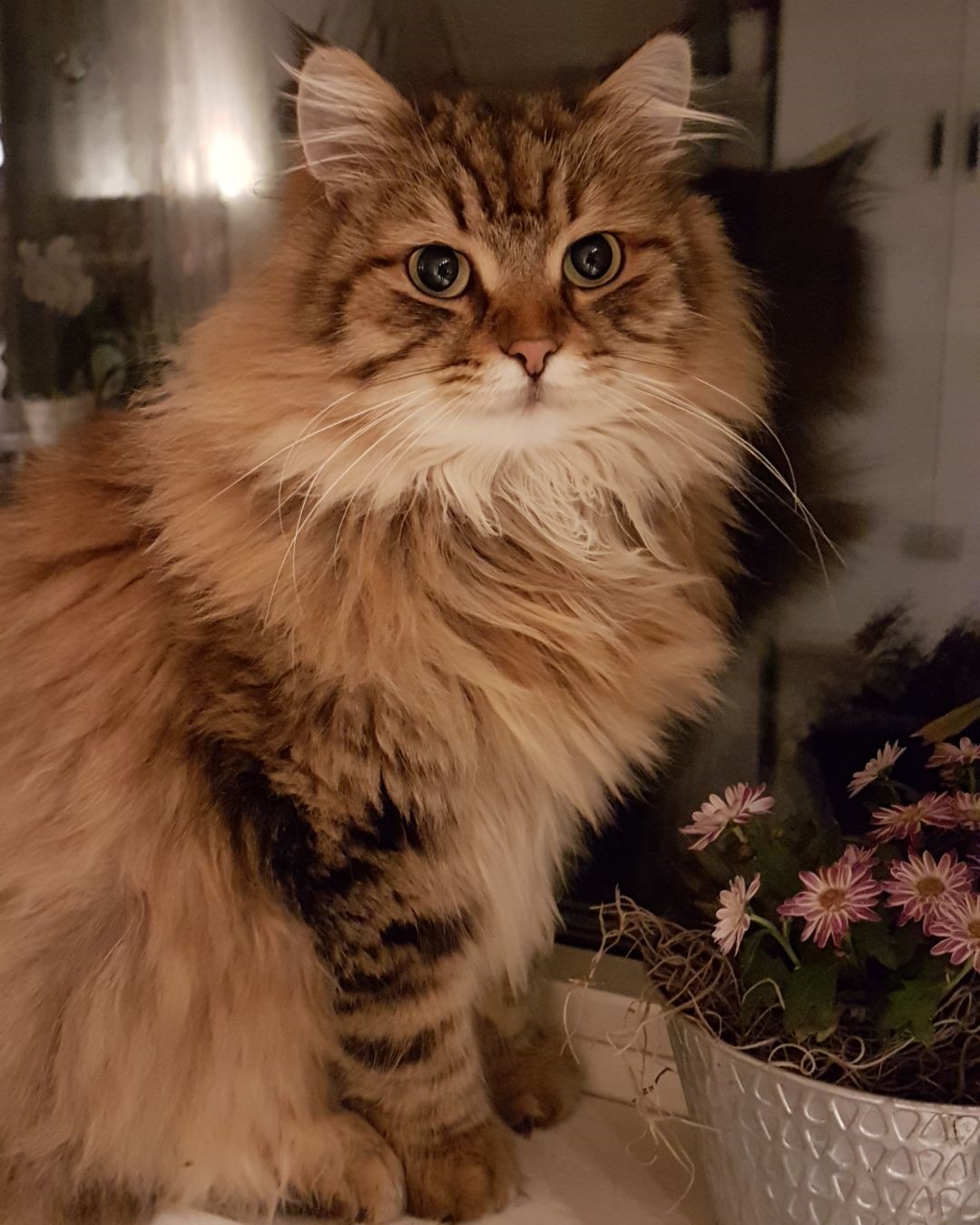 Sibirisk katt Odin