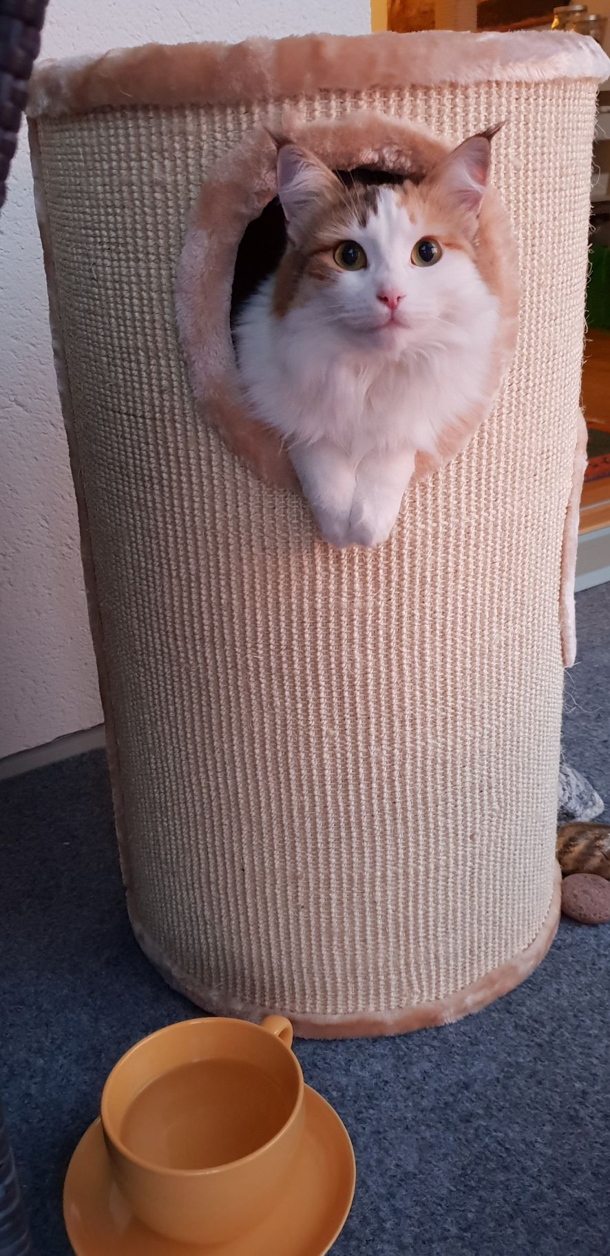 sibirisk katt Nymphe