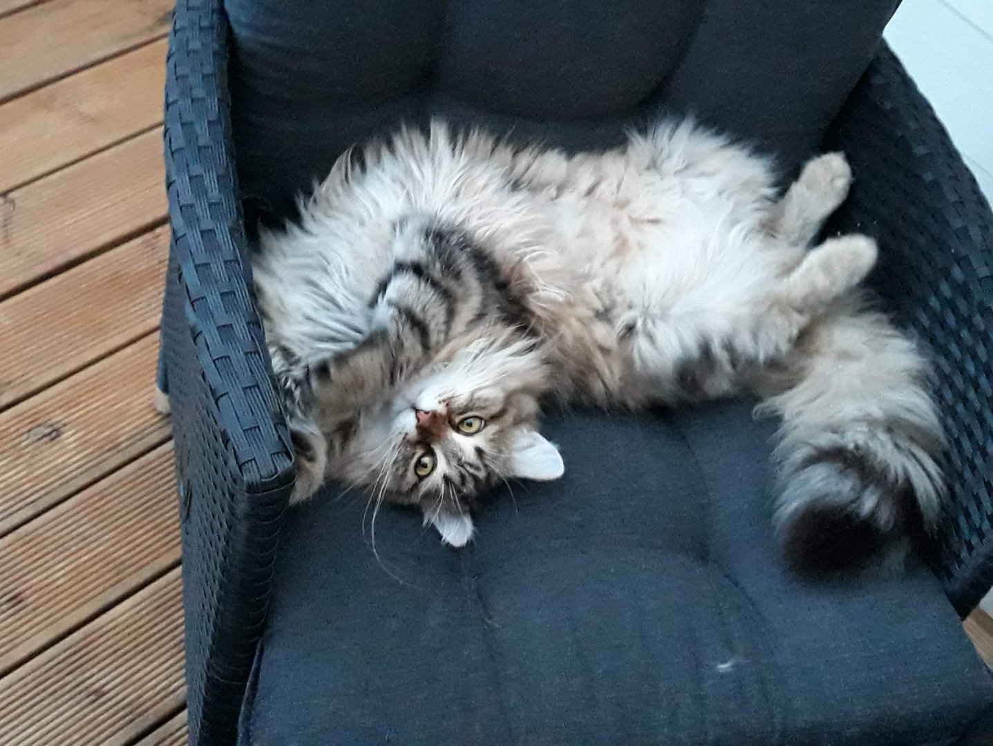 Sibirisk katt Styx