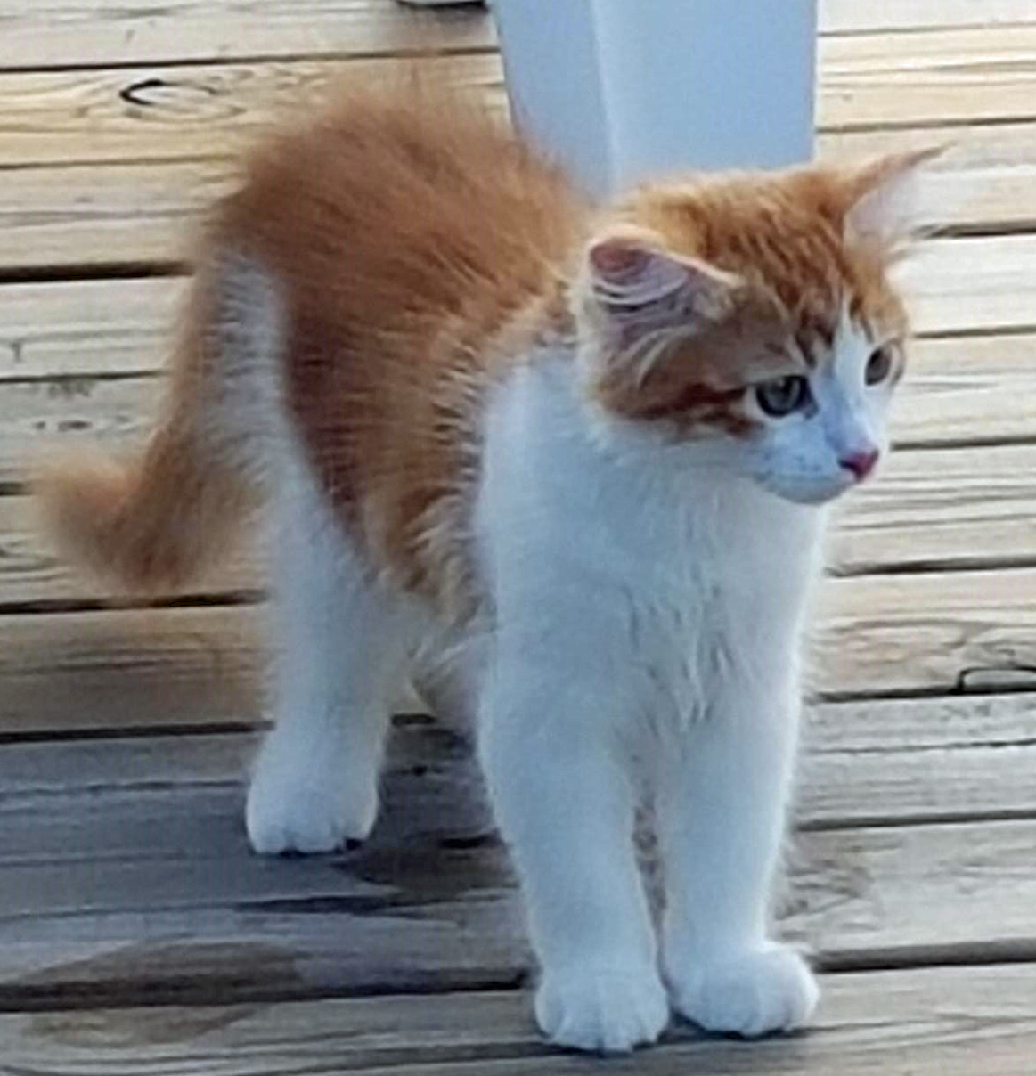 sibirisk katt Rost