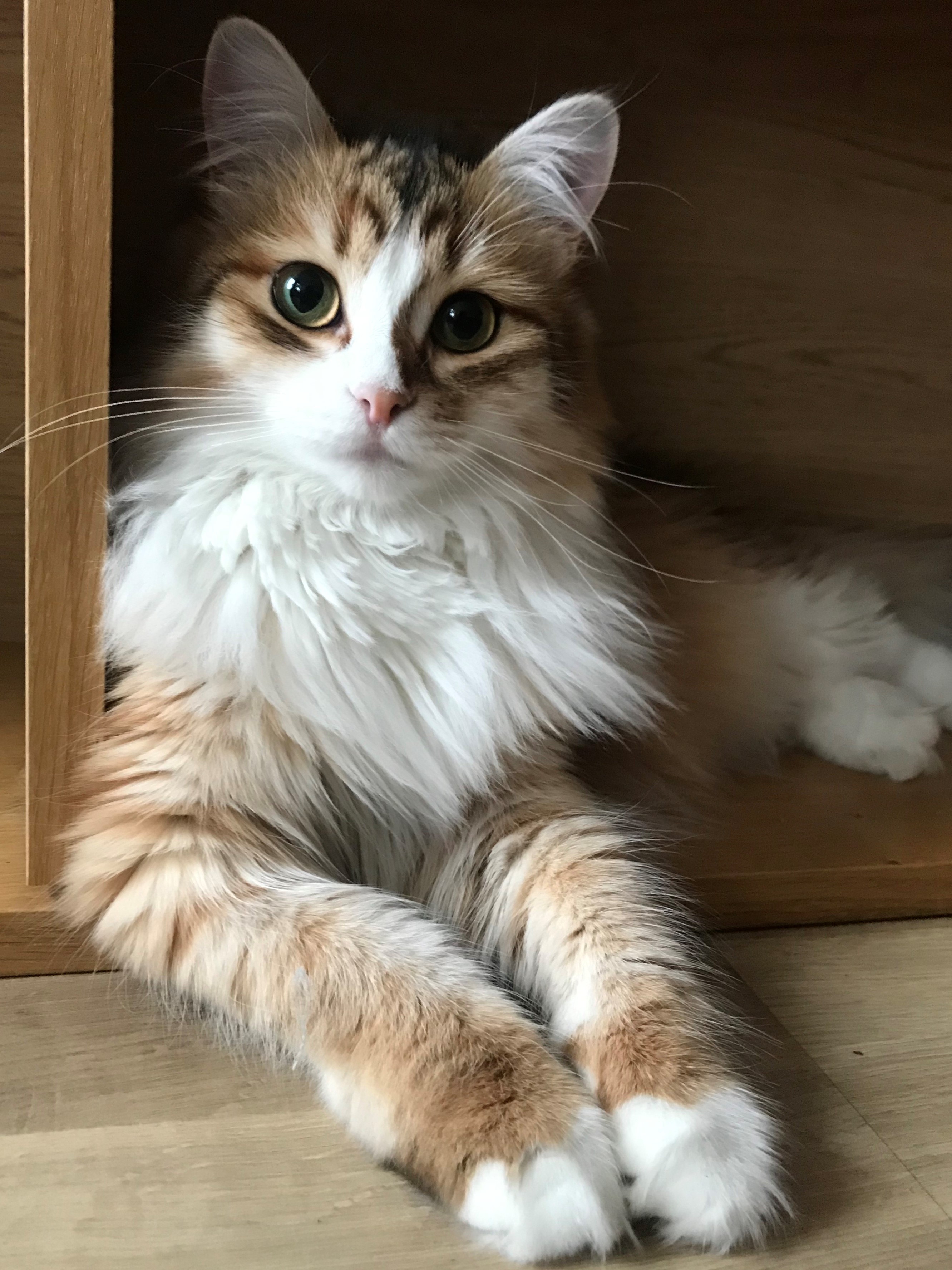 Sibirisk katt Quadri
