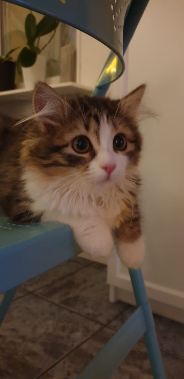 sibirisk katt Salsa
