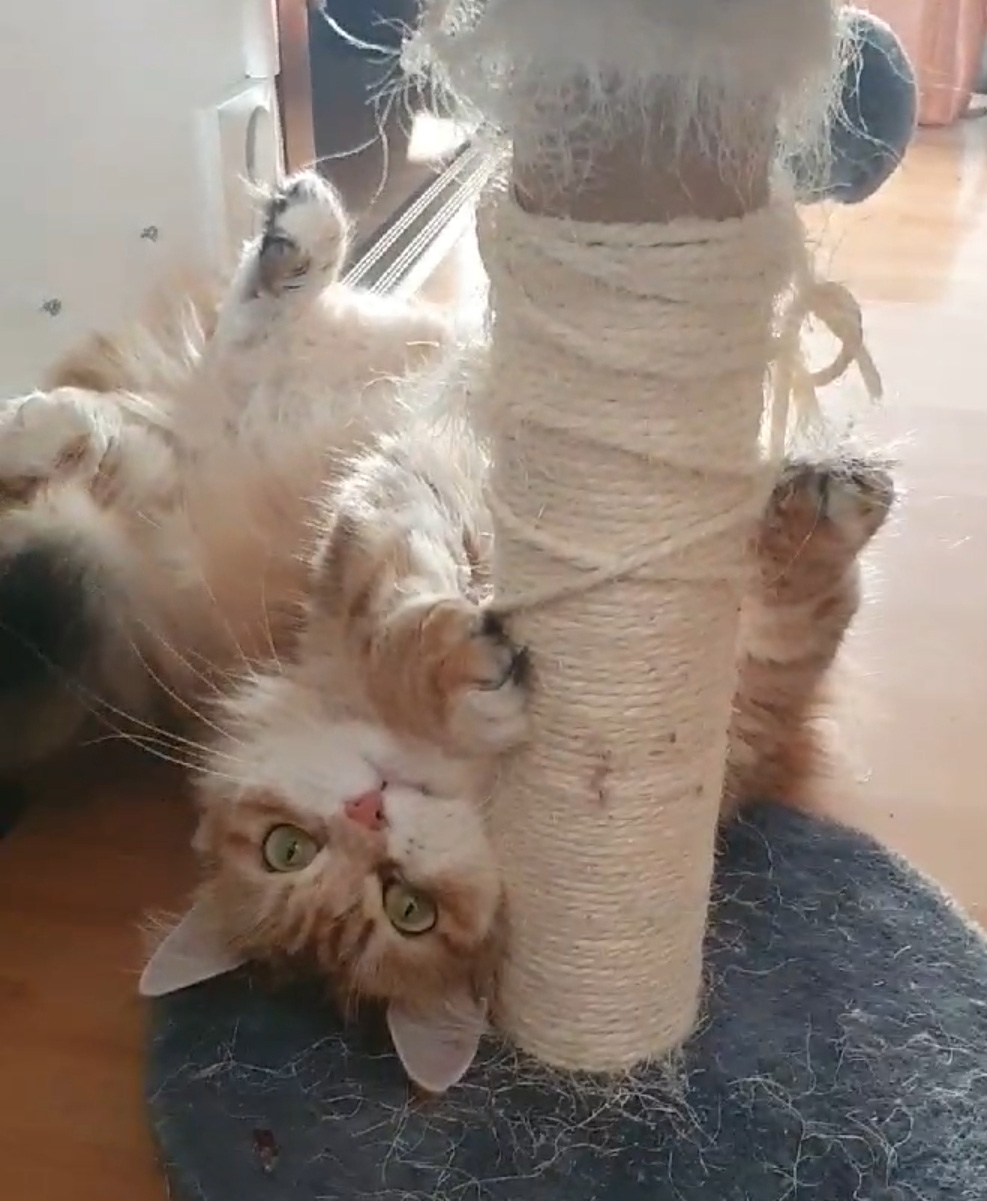 Sibirisk katt Marilyn