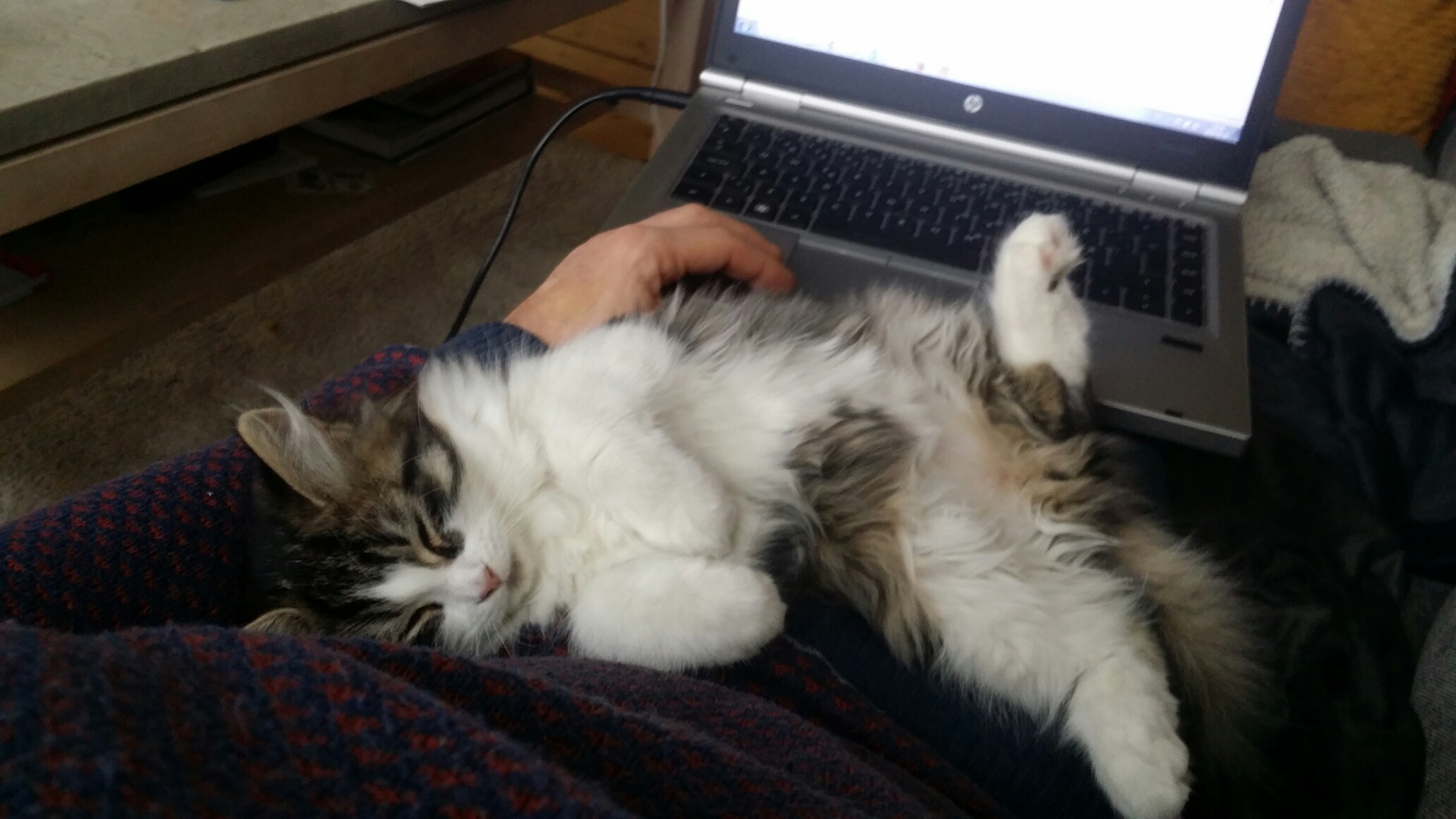 sibirisk katt Ursina