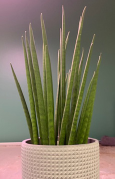 Sansevieria