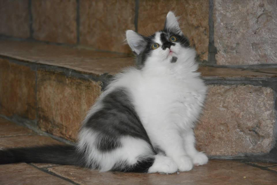 sibirisk kattunge Silver