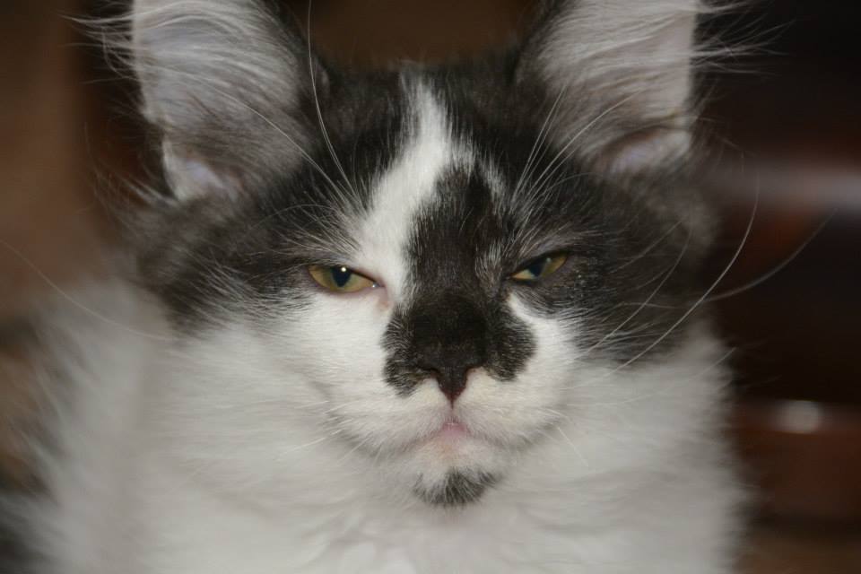 sibirisk kattunge Silver