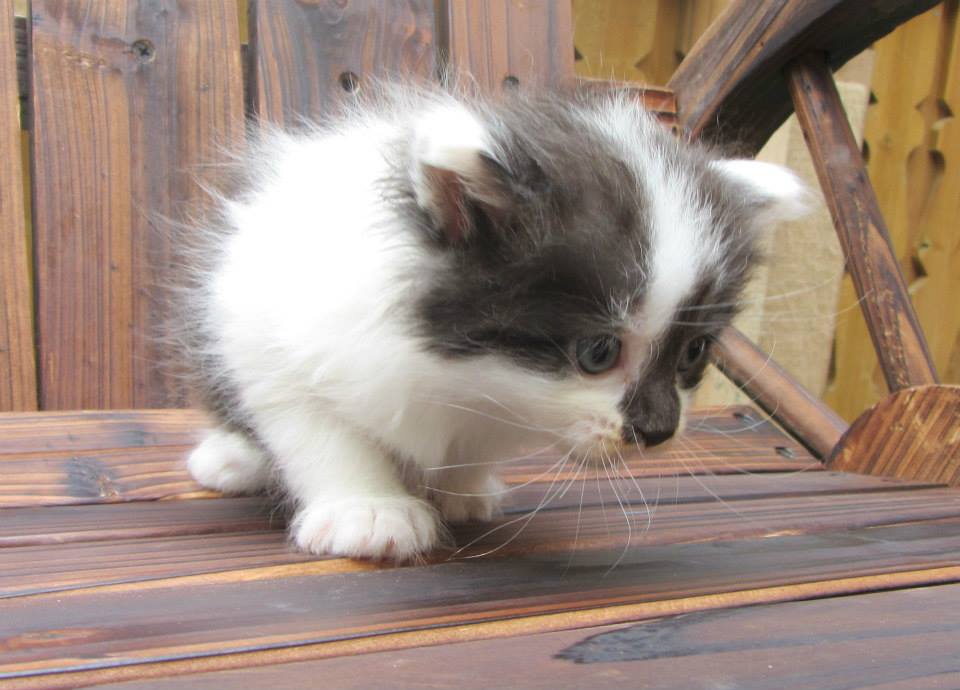 sibirisk kattunge Silver