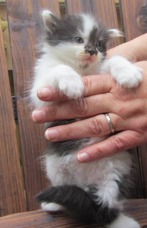 sibirisk kattunge Silver