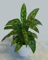 Silverkalla