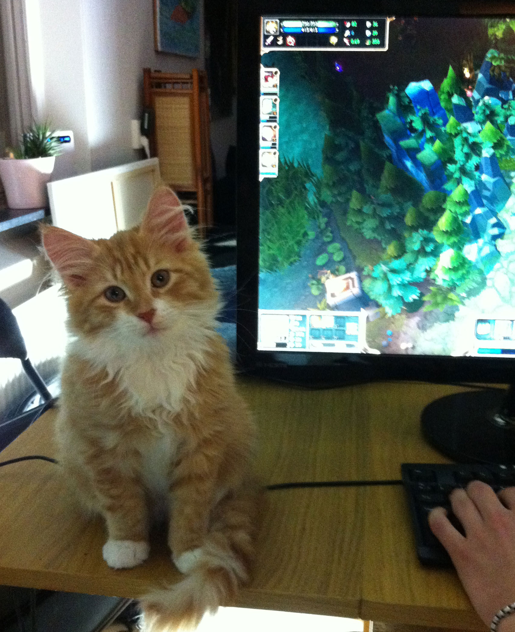 sibirisk katt Sirius