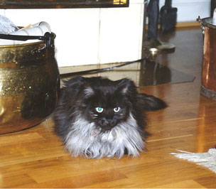 maine coon