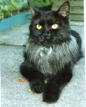 Maine Coon