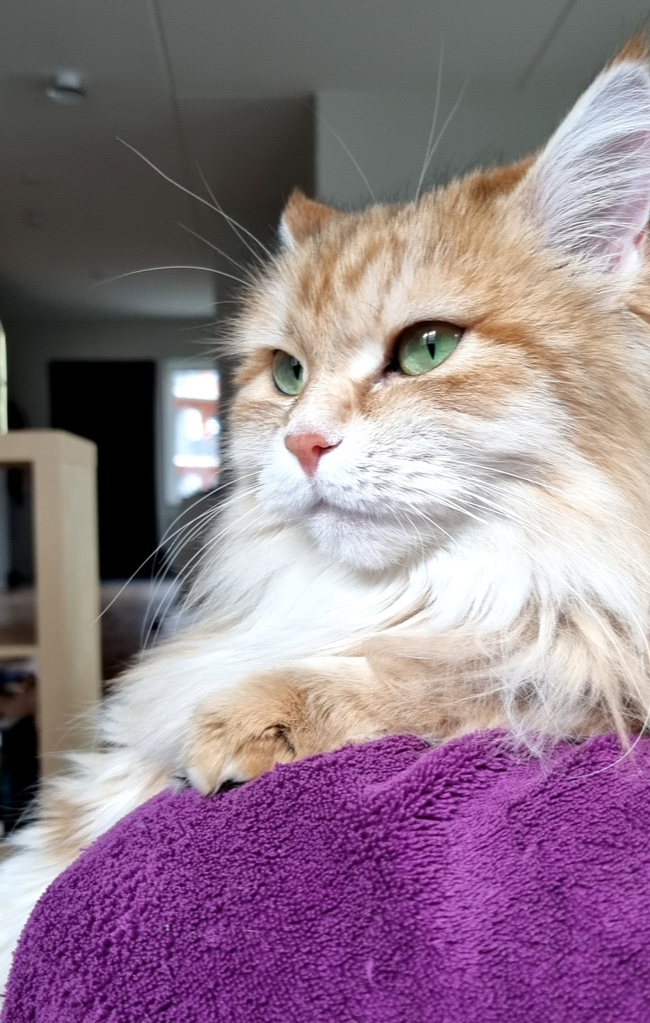 Sibirisk katt Marilyn