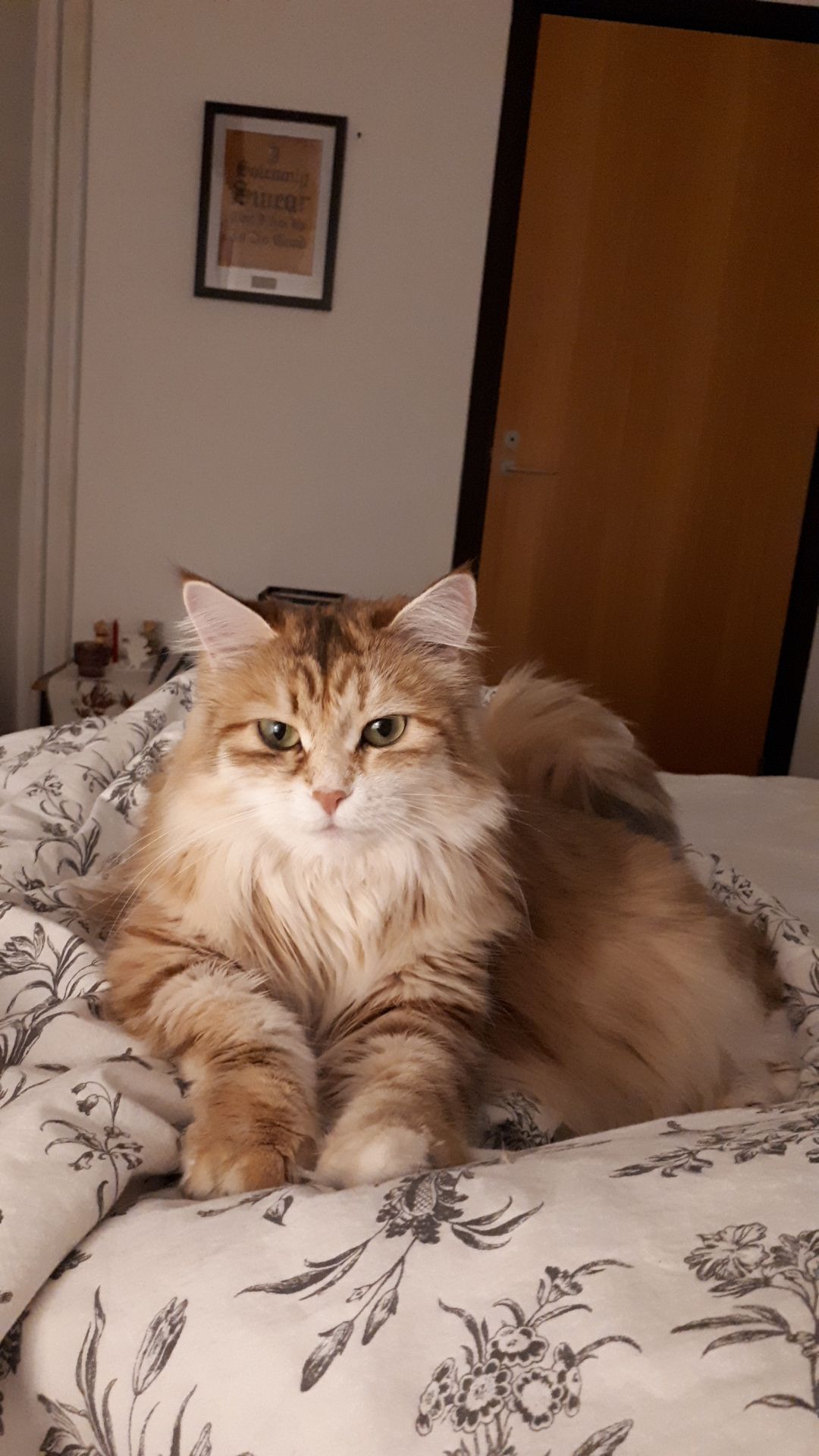 sibirisk katt Marilyn