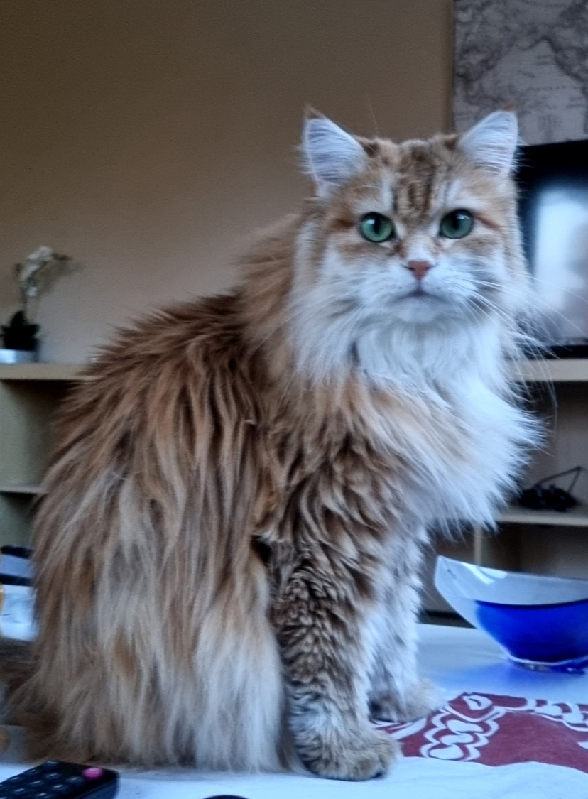 Sibirisk katt Marilyn