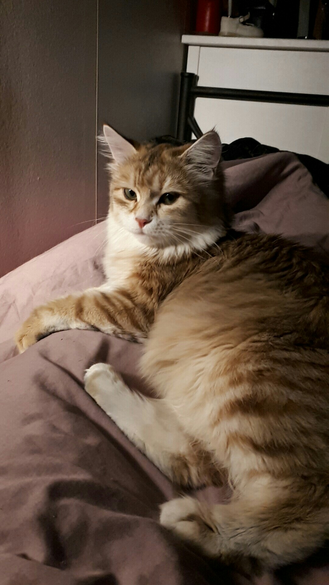 sibirisk kattunge Marilyn