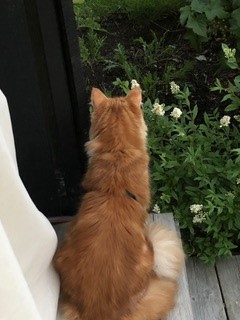 Sibirisk katt Vivaldi