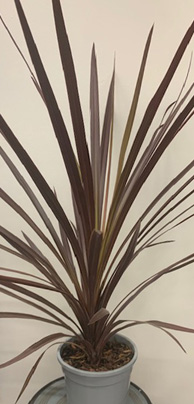 Syddracena