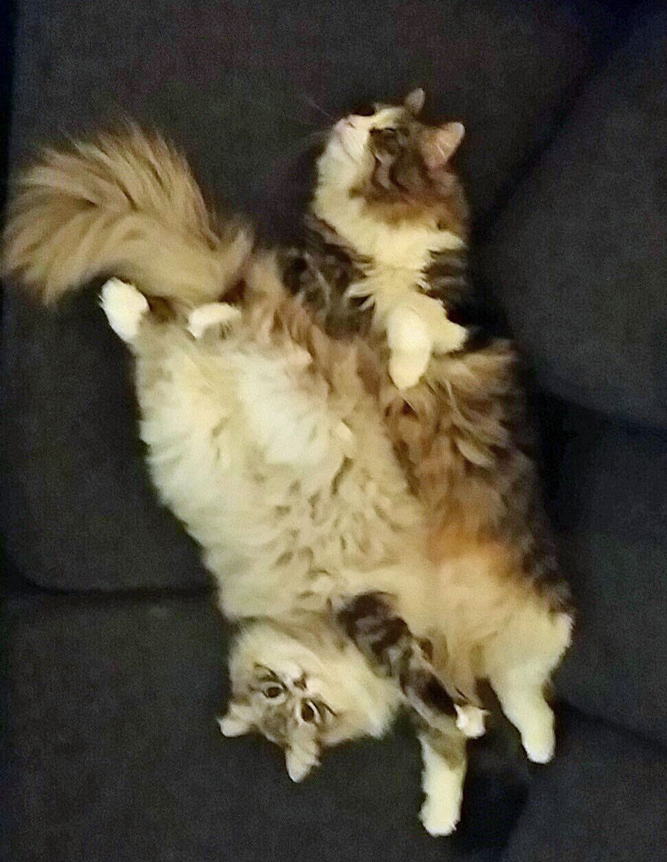 sibirisk katt Tellus och Viking