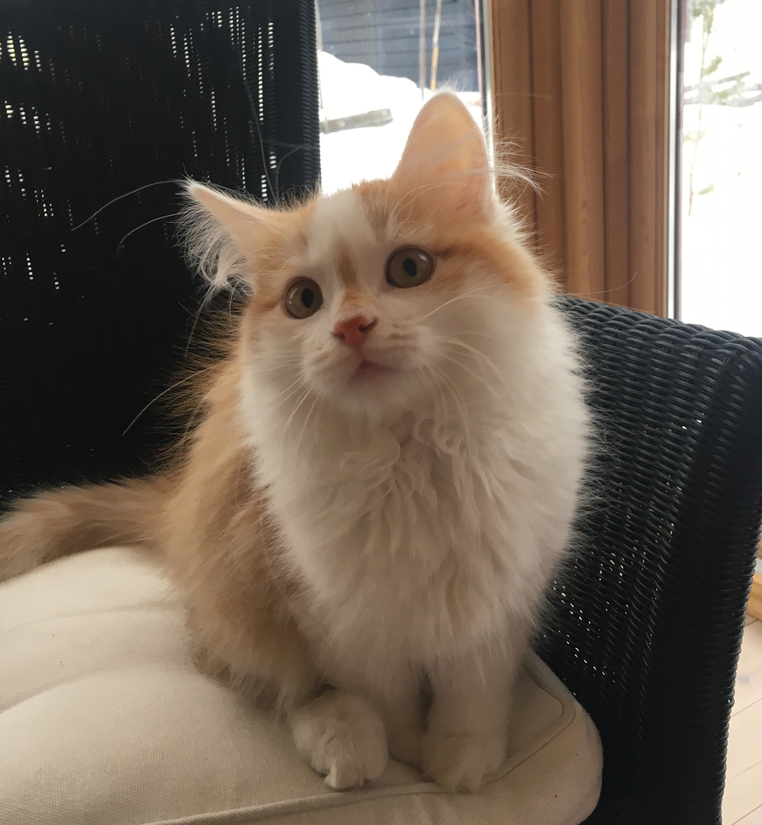sibirisk katt Tethys