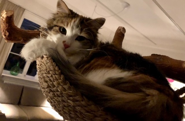 sibirisk katt Thalassa