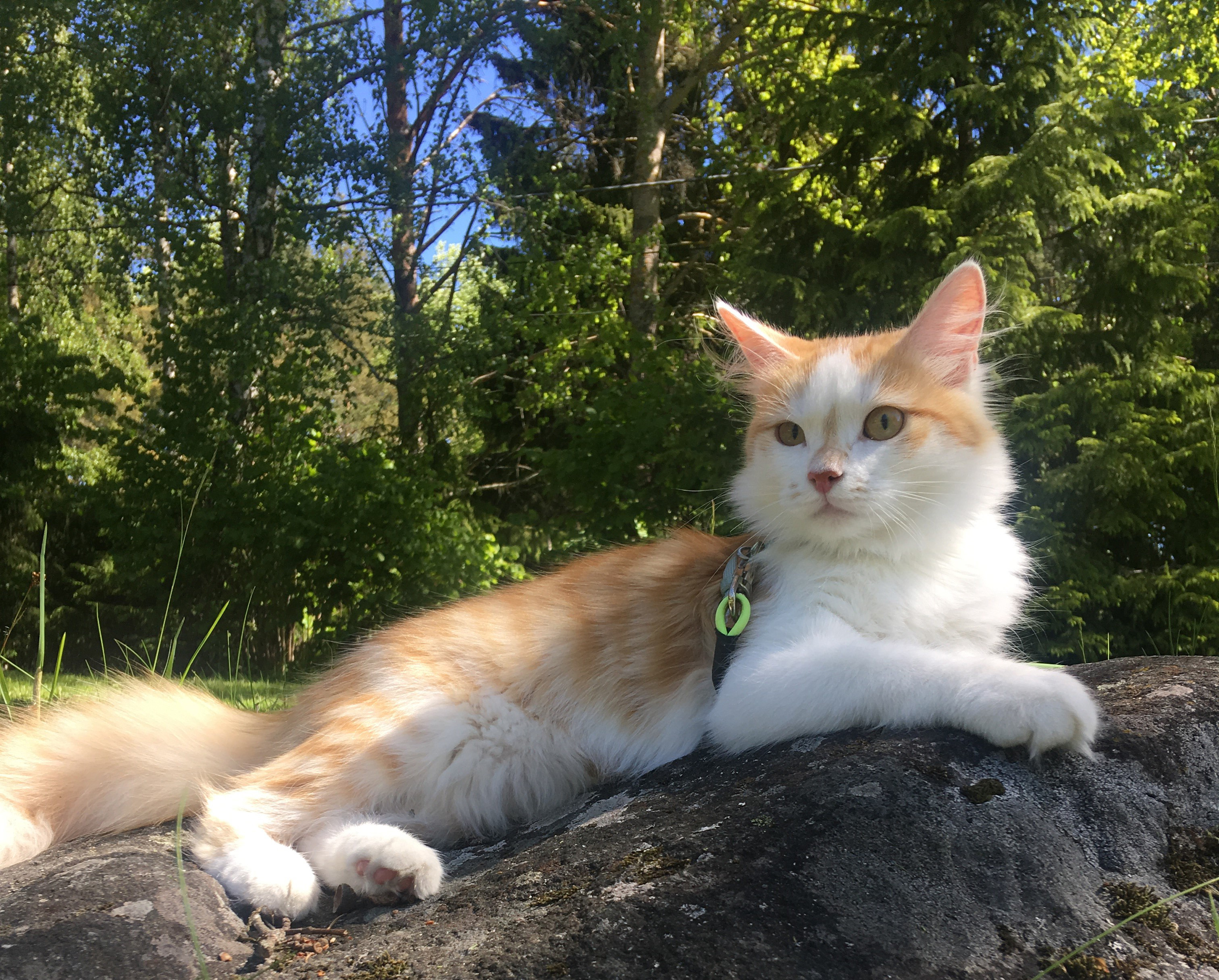 sibirisk katt Tethys