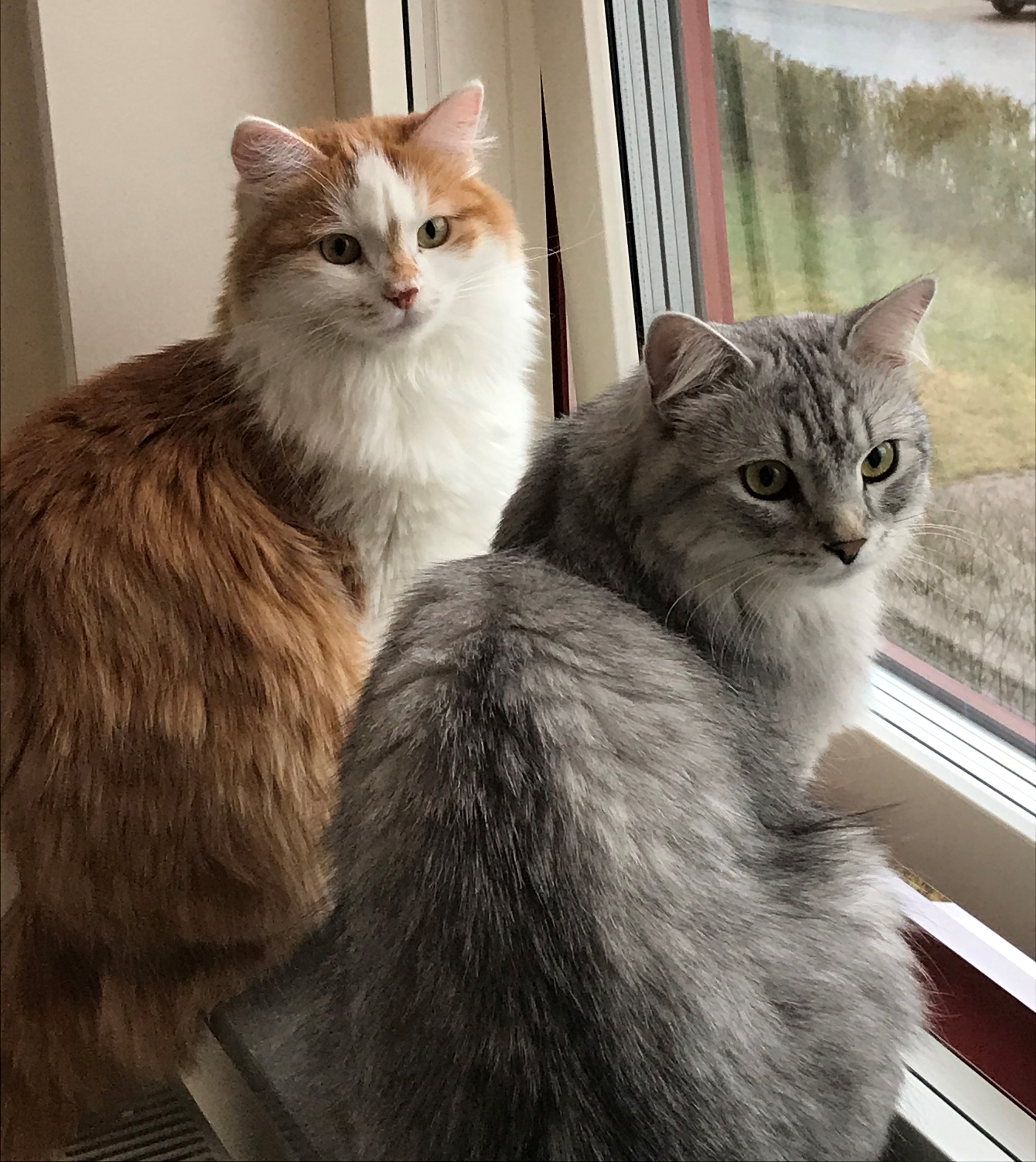 Sibirisk katt Tethys