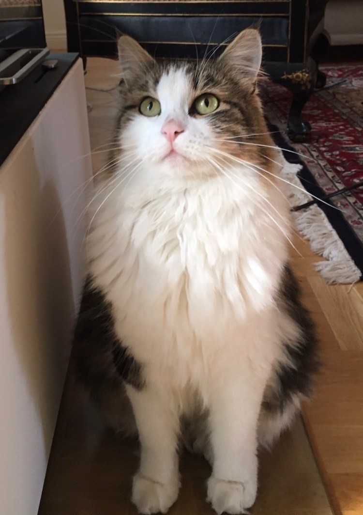 Sibirisk katt Tintan