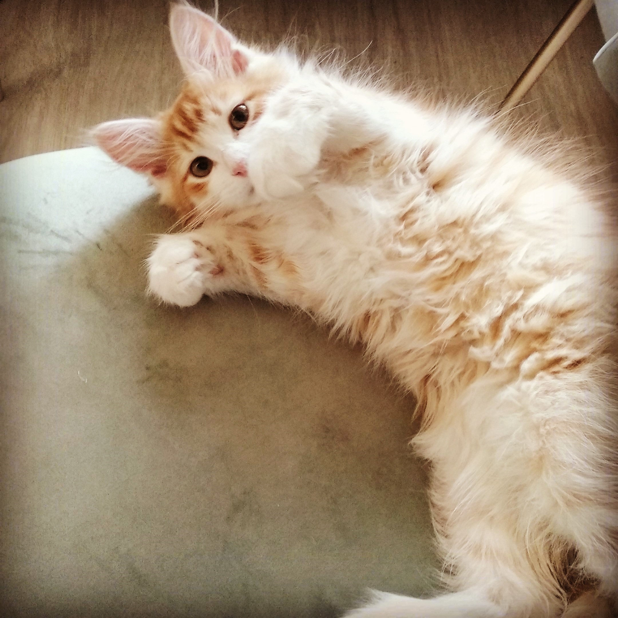 sibirisk kattunge Ukko