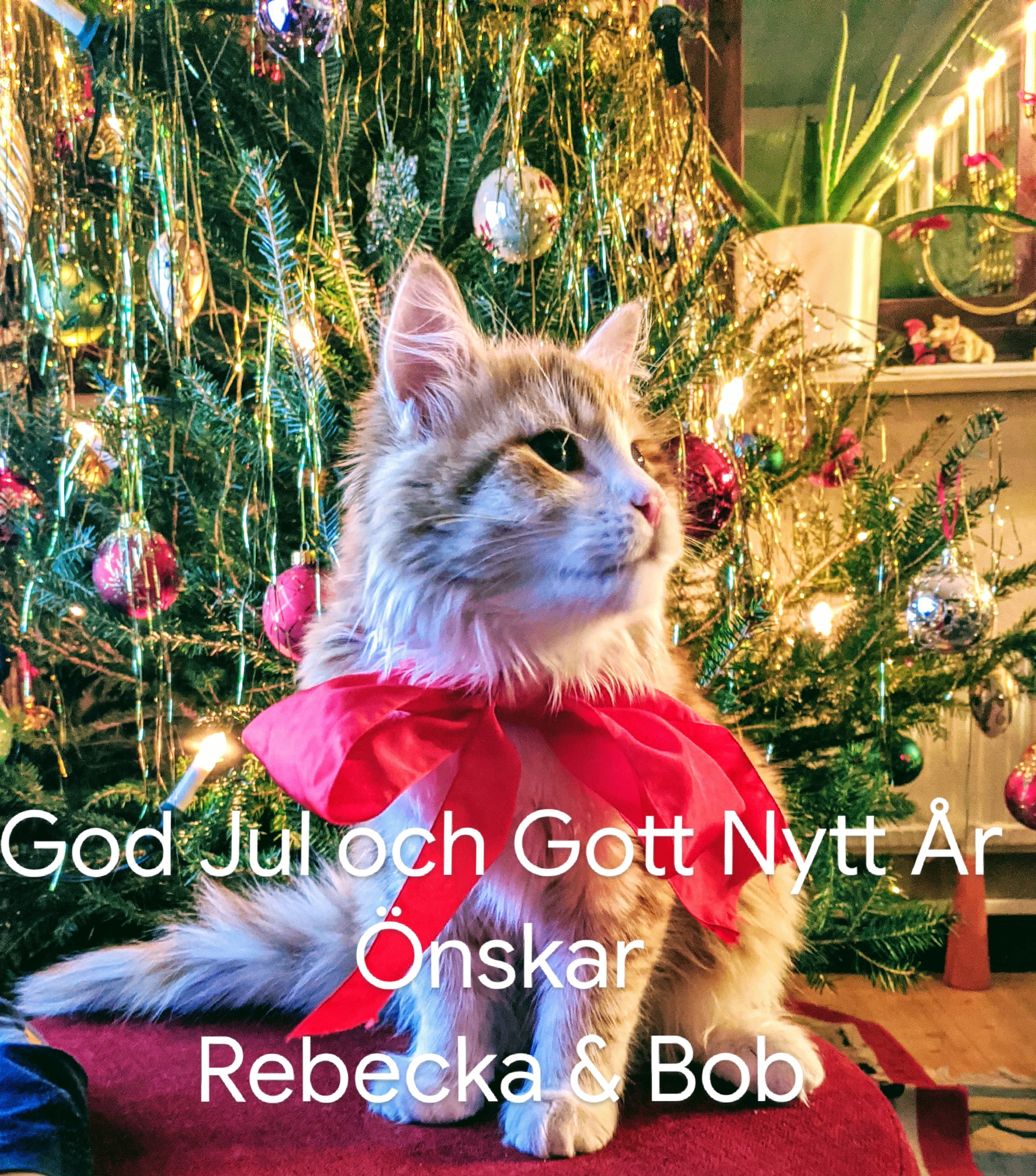 sibirisk katt Ukko