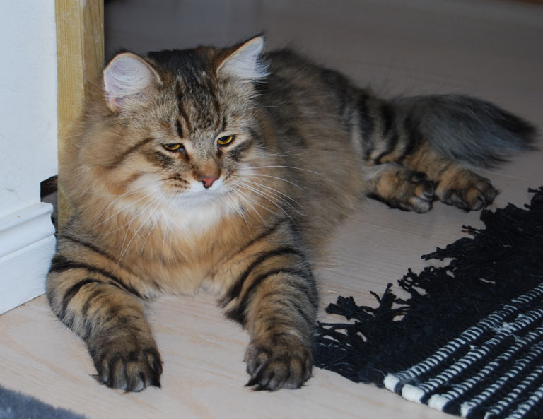 sibirisk katt Boogie