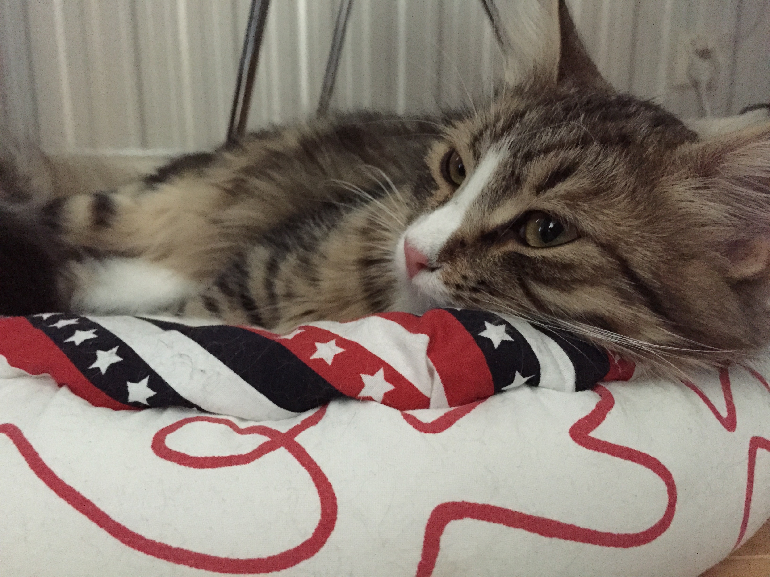 sibirisk katt Umbriel