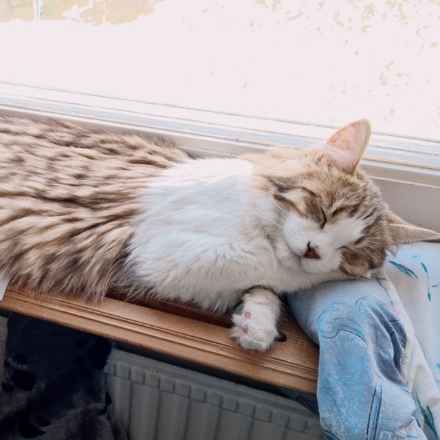 Sibirisk katt Valina