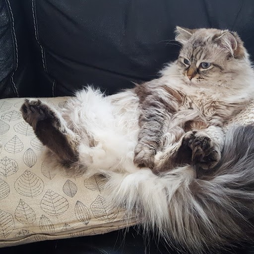 sibirisk katt Venus