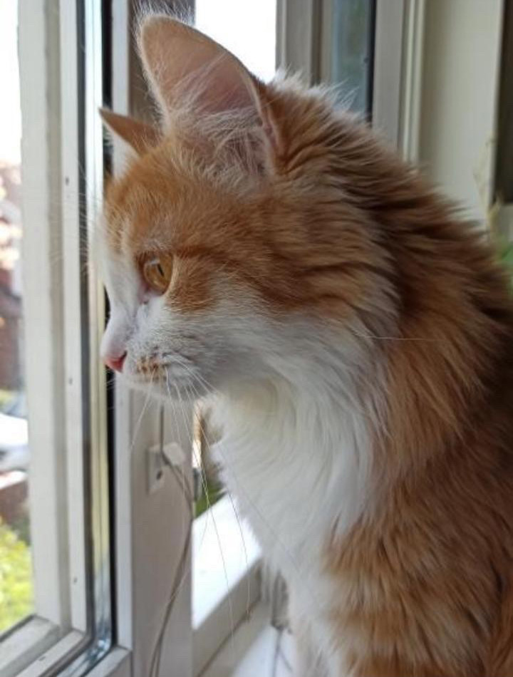 sibirisk katt Verdi