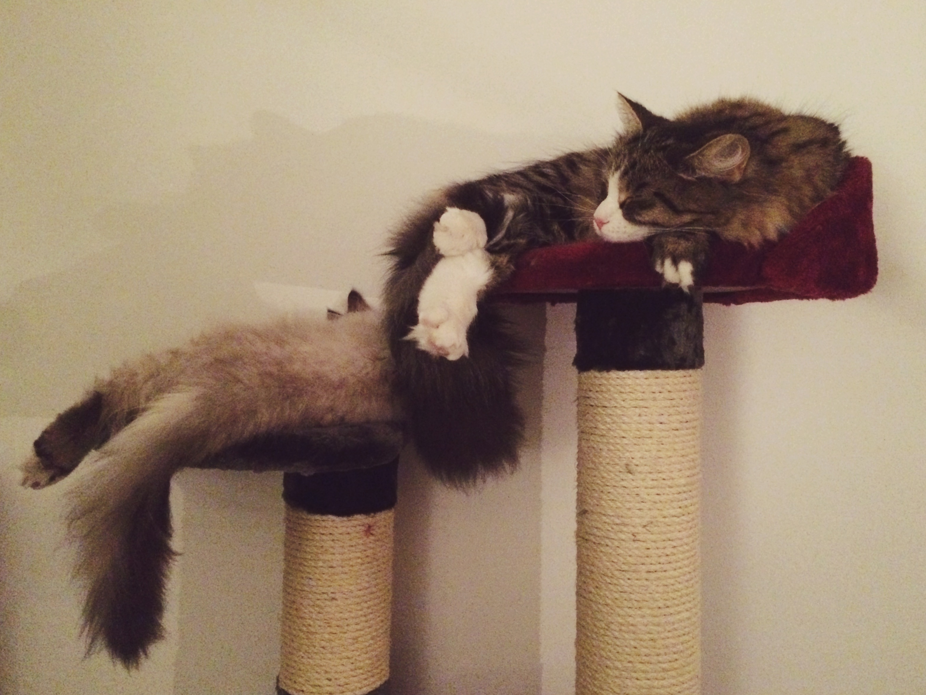 Sibirisk katt Viking Tellus