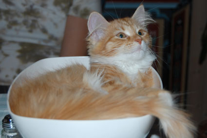 sibirisk kattunge Queeni