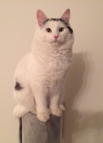 sibirisk katt Walker