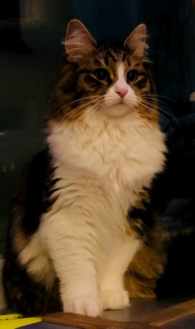 sibirisk katt Xosa
