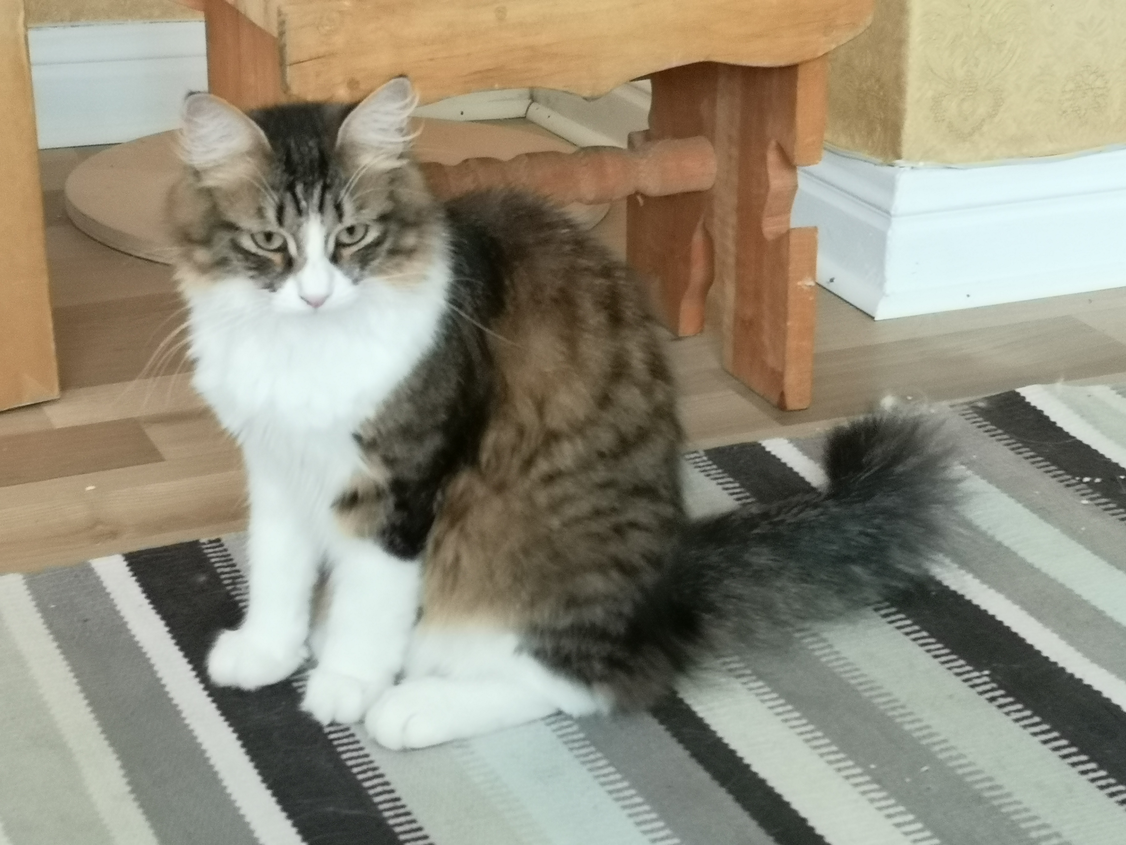 sibirisk katt Xosa
