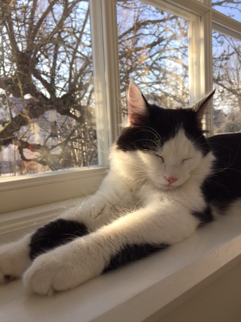 sibirisk kattunge Yale
