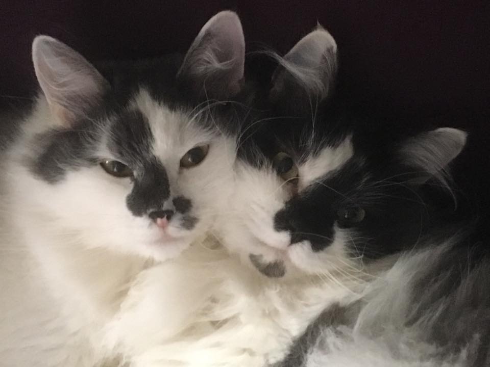sibirisk katter Yeti o Silver