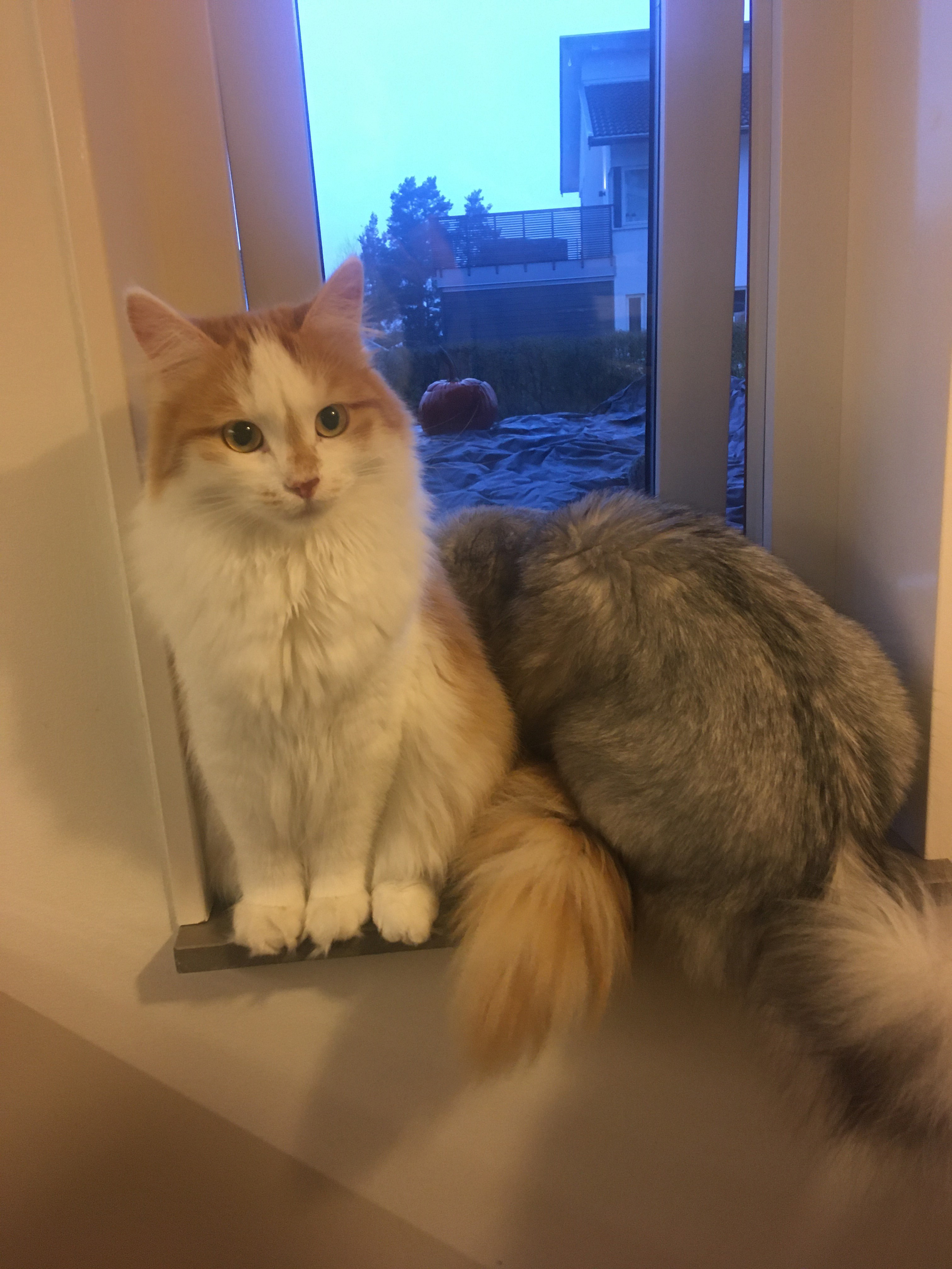 sibirisk katt Tethys